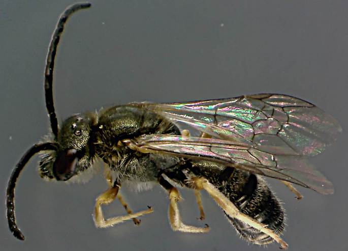 Lasioglossum leucopus.jpg